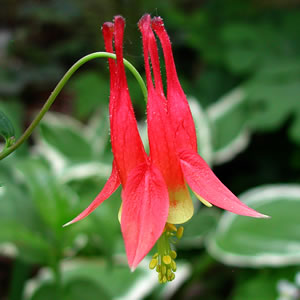 Aquilegia canadensis